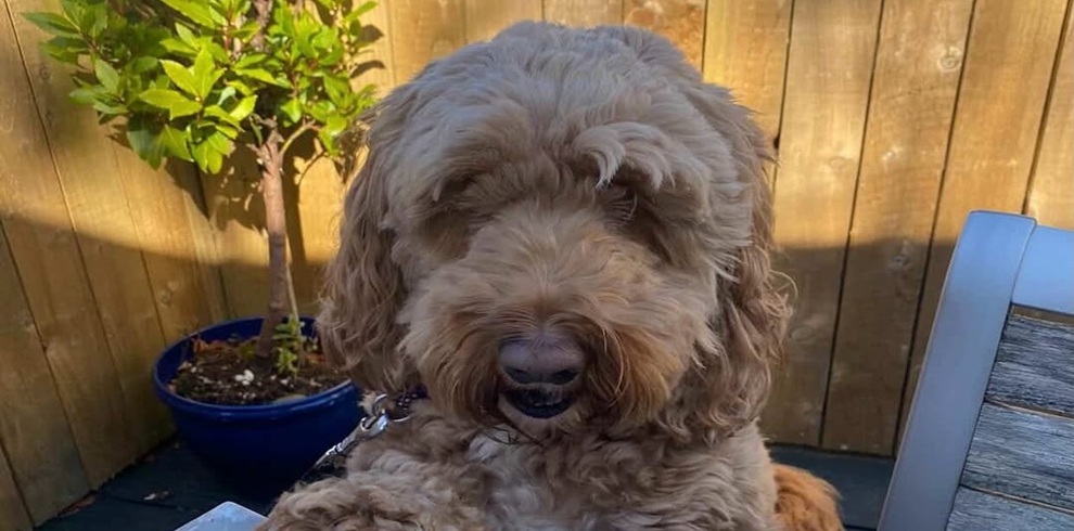 Close-up of a fluffy, curly-haired dog sitting outdoors in a small garden area. The dog has a light brown coat with thick, wavy fur covering the face and ears. In the background, a wooden fence runs along the edge of the space, and a small potted tree with green leaves sits in a blue pot to the left. The dog appears beside a wooden table or bench, with warm sunlight casting soft shadows across the scene.