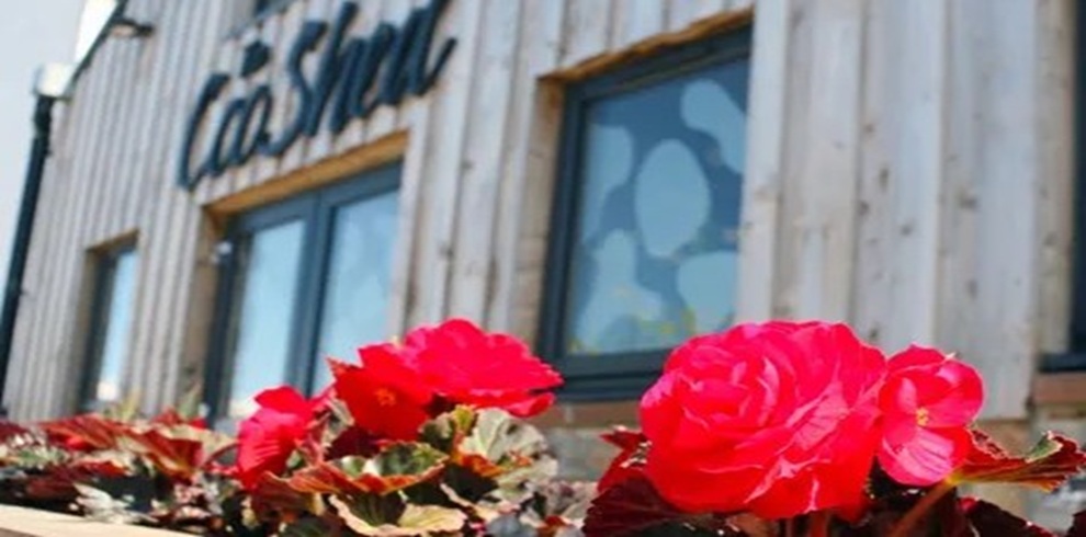 A close-up of bright red flowers in the foreground, sharply in focus, with green and variegated leaves surrounding them. Behind the flowers, a wooden-clad building with large windows is slightly out of focus. Mounted above the windows is a sign reading “Coo Shed” in dark lettering. The windows feature a decorative pattern resembling cow spots, and the overall scene is lit by natural daylight.