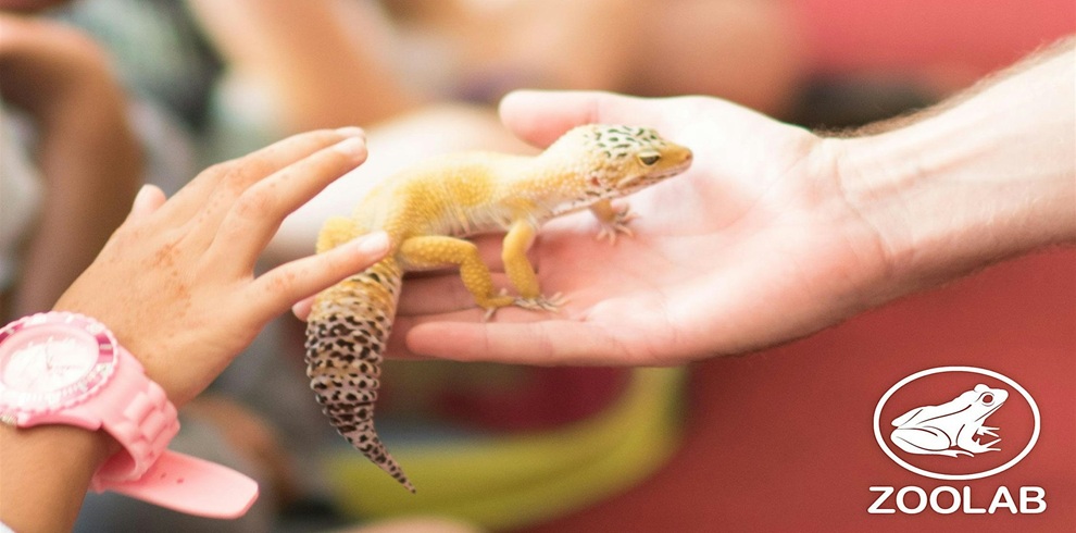 A child reaches out to gently touch a yellow and spotted leopard gecko being held in an adult's hand during an animal encounter workshop. The background is softly blurred, and the Zoolab logo appears in the bottom right corner.