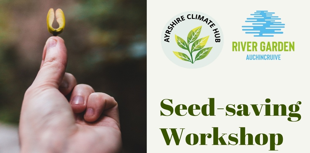Promotional graphic for a Seed-saving Workshop. On the left, a close-up of a hand holding a small seed between two fingers against a blurred natural background. On the right are the Ayrshire Climate Hub and River Garden Auchincruive logos above the text “Seed-saving Workshop” in large green lettering. The design uses earthy green and blue tones.