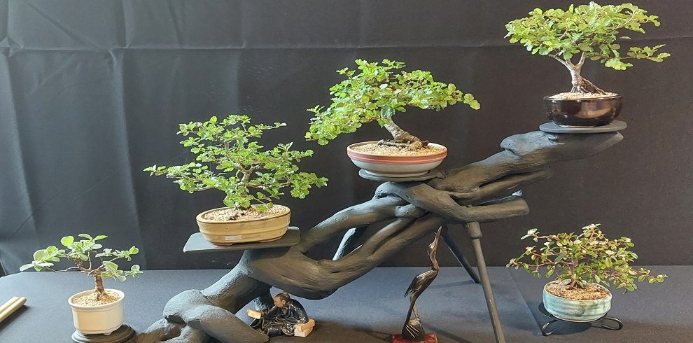 A picture of bonsai trees.