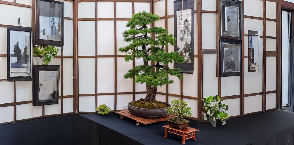 An image of a Bonsai Tree on a table.